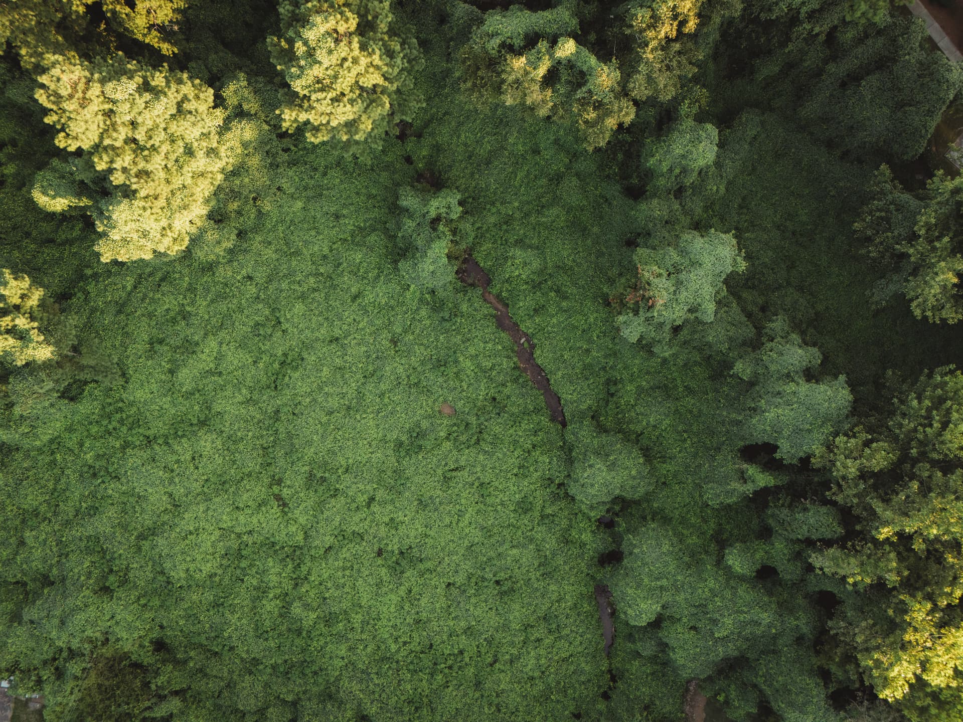 Aerial photography of Kudzu Creek